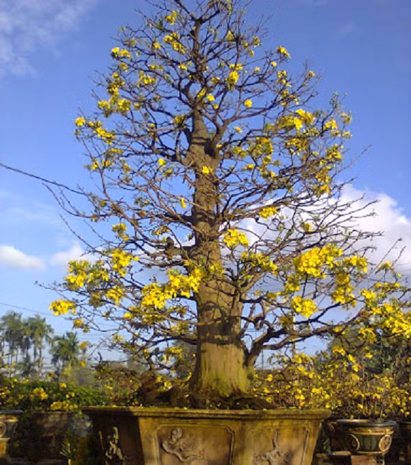 Hoa mai lưỡng tính mọc thành chùm. Hoa mai thường mọc ra từ nách lá, mới đầu là một hoa to, gọi là hoa cái, có vỏ lụa (vỏ trấu) bọc bên ngoài.