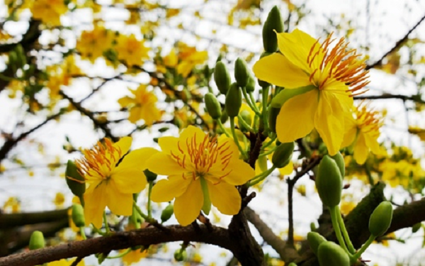 Từ lâu hoa mai là một loài hoa quý mang nhiều tầng ý nghĩa. Giống như miền Bắc có hoa đào thì hoa mai chính là tượng trưng cho miền Nam. Hình ảnh hoa mai là biểu tượng mang lại những điều tốt lành, mang lại sự giàu sang, phú quý.