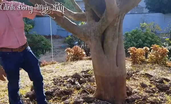 Cây mai thuộc họ Ochnaceae, có tên khoa học Ochna integerima còn được gọi là cây hoàng mai, rất được ưa thích vào ngày Tết Cổ Truyền ở miền Nam Việt Nam. (Ảnh: Youtube Cánh Đồng Miền Tây)