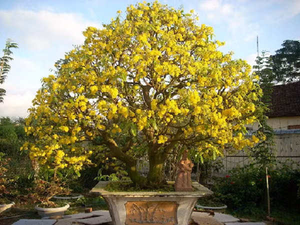 Khi vỏ lụa bung ra, thì xuất hiện một chùm hoa con, từ một nụ đến mười nụ, tăng trưởng rất nhanh, độ bảy ngày sau là nở. Thường hoa nở 3 ngày thì tàn. Ngày thứ nhất, 5 cánh và chùm nhụy xoè thẳng ra rất đẹp.