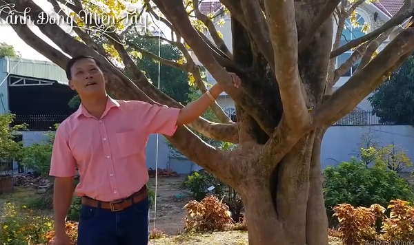 Tại Việt Nam, loài này phân bố tự nhiên nhiều nhất tại những khu rừng thuộc dãy Trường Sơn và các tỉnh từ Quảng Nam, Đà Nẵng cho tới Khánh Hòa. Loài hoa này cũng có nhiều tại các vùng núi ở đồng bằng sông Cửu Long, và tại cao nguyên cũng có, song số lượng ít hơn. (Ảnh: Youtube Cánh Đồng Miền Tây)