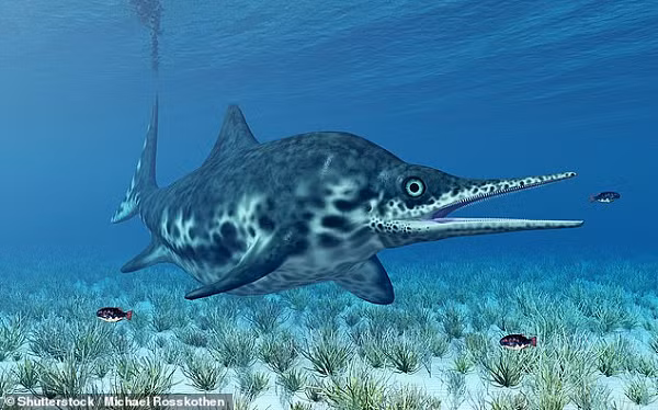Hộp sọ và hàm của Ichthyosaurus dài và chứa nhiều răng sắc nhọn. Đôi mắt rất lớn, một đặc điểm mà một số nhà khoa học tin rằng đã giúp những loài bò sát này có khả năng phân biệt các hình dạng lớn.
