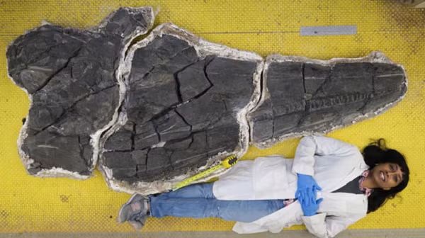 Chiếc hộp sọ được xác định thuộc về con Ichthyosaur lớn nhất thế giới từng được khai quật, chỉ hộp sọ của rồng biển này đã to lớn hơn một người trưởng thành rất nhiều.