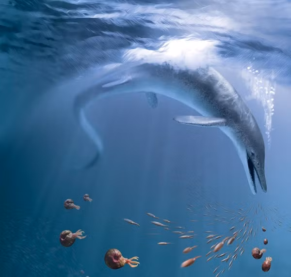 Các nhà khoa học cho biết, với hộp sọ dài tới 2 mét, ước tính kích thước của con vật khi còn sống lên tới 17 mét. Hộp sọ được bảo quản trong trạng thái hoàn toàn tốt và được xác định thuộc về loài Cymbospondylus youngorum.