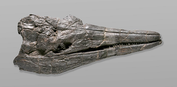 Ichthyosaur chính là "thằn lằn cá" hoặc "ngư long", tức "rồng biển", là loài bò sát biển khổng lồ tồn tại suốt 3 kỷ Tam Điệp, Jura và Phấn Trắng, một trong những mối đe dọa hàng đầu của đại dương thời tiền sử.