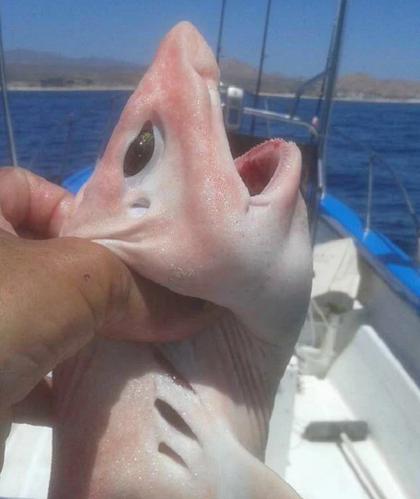 Ông Rendon nghĩ rằng con cá “ngoài hành tinh” mà ông bắt được có thể là một loài cá mập với loại da đặc trưng và 3 hàm răng nhỏ. Nhưng nó chỉ có 3 khe mang ở mỗi bên đầu trong khi hầu hết các loại cá mập đều có từ 5-7 mang về mỗi bên và điều đặc biệt bất thường là đôi mắt xanh của con cá.