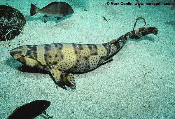 David A. Ebert - Giám đốc tại Trung tâm Nghiên cứu Cá mập Thái Bình Dương của Phòng thí nghiệm hàng hải Moss Landing đã xác nhận đây là một con cá mập bạch tạng thuộc loại cá mập Swell (Tên khoa học là Cephaloscyllium ventriosum).