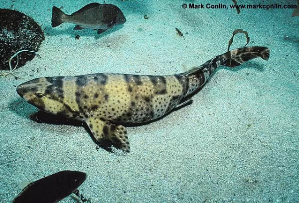 David A. Ebert - Giám đốc tại Trung tâm Nghiên cứu Cá mập Thái Bình Dương của Phòng thí nghiệm hàng hải Moss Landing đã xác nhận đây là một con cá mập bạch tạng thuộc loại cá mập Swell (Tên khoa học là Cephaloscyllium ventriosum).