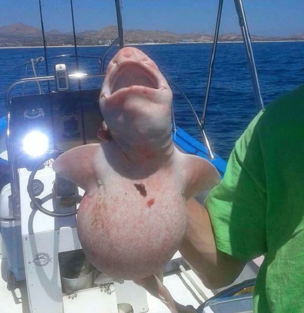 Thuyền trưởng Jaime Rendon của một chiếc thuyền đánh cá du lịch đã vô tình câu được một sinh vật vô cùng kỳ lạ tại bờ biển Los Cabos thuộc Mexico.