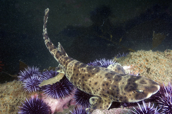 Thông thường, những con cá mập Swell sẽ có màu vàng- nâu với những đốm đen, khi chưa trưởng thành, các màu này có thể nhạt hơn.