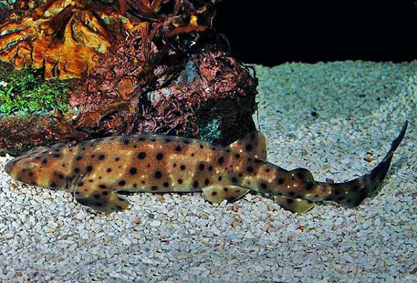 Người quản lý trang đã gửi bức ảnh đến các nhà sinh vật học của Monterey Bay Aquarium (Thủy cung Vịnh Monterey - Mexico) để tìm hiểu chính xác đây là sinh vật gi.