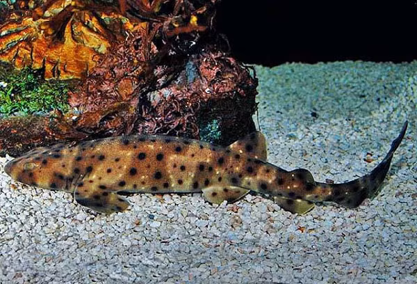 Người quản lý trang đã gửi bức ảnh đến các nhà sinh vật học của Monterey Bay Aquarium (Thủy cung Vịnh Monterey - Mexico) để tìm hiểu chính xác đây là sinh vật gi.