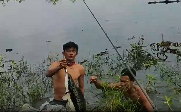 Khi con cá được kéo lên khỏi mặt nước thì thật bất ngờ, đó là một con cá rất to có màu sắc khá sặc sỡ như thuỷ quái. Sau đó cả nhóm đã đem về nhà cân lên thì cân nặng của con cá là 4,2 kg.