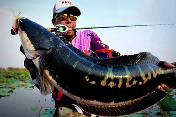 Đặc biệt, cá lóc bông có khả năng sống tốt trong môi trường nước ngọt cũng như nước lợ và cả nước tù đọng và nhiễm phèn. Thức ăn của chúng là mồi sống như cua còng, cá con, ếch nhái…