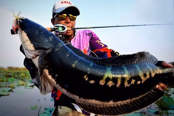 Đặc biệt, cá lóc bông có khả năng sống tốt trong môi trường nước ngọt cũng như nước lợ và cả nước tù đọng và nhiễm phèn. Thức ăn của chúng là mồi sống như cua còng, cá con, ếch nhái…