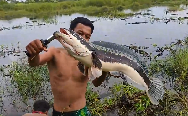 Hàm răng cá lóc bông nhuyễn và sắc bén hơn cả cá lóc, vì vậy, muốn câu nó phải tóm lưỡi câu bằng dây cáp nhỏ, nếu là dây ni lông hay dây gai sẽ bị nó nghiến đứt.