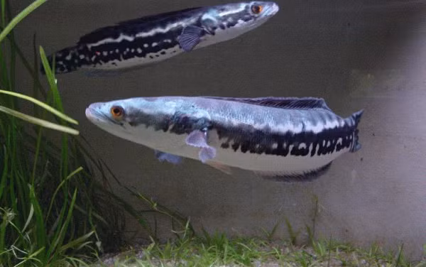 Hiện nay, loài cá này còn xuất hiện ở 7 bang của Mỹ như bang Wisconsin, Maryland, và Virginia... do con người du nhập.