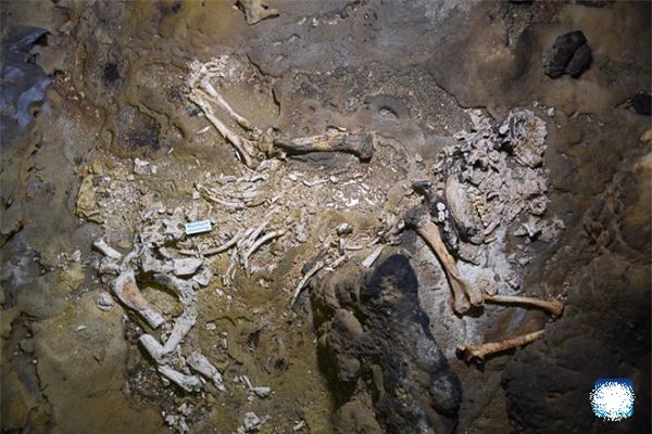 Điều này cho thấy, gấu trúc khổng lồ, vào thời điểm đó, đã có điều kiện sinh lý là sử dụng linh hoạt chi trước để ngoạm lấy tre, giống như gấu trúc hiện đại.