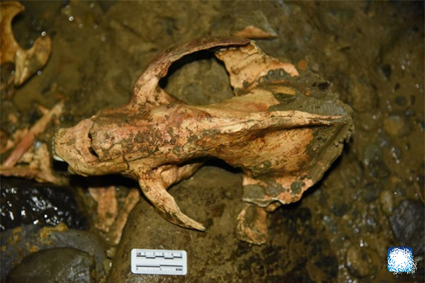 Vì gấu trúc khổng lồ sử dụng ngón tay cái để cầm và điều khiển tre trong khi ăn, nên các chi của loài này khác với các loài gấu khác là có thêm một "ngón tay cái". Thực tế, "ngón tay cái" là một xương cổ tay to ra một cách bất thường, và nó giúp loài này có thể nắm được măng/tre.