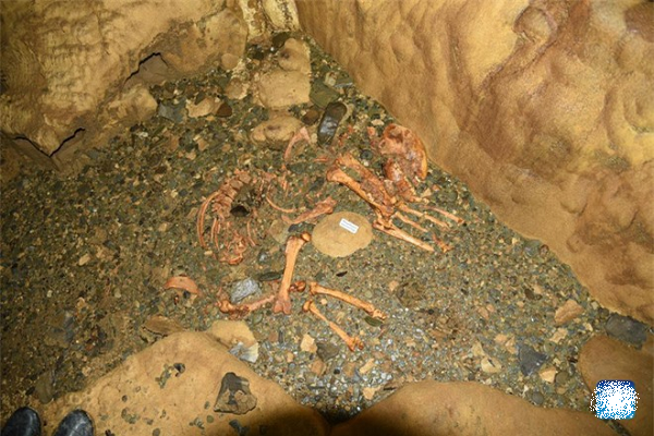 Dùng công nghệ xác định niên đại men răng, nhóm nghiên cứu xác định được một trong những hóa thạch cho thấy một con gấu trúc khổng lồ hoang dã sống cách đây khoảng 102.000 năm, và con còn lại có khả năng đã tồn tại trên hành tinh khoảng 49.000 năm trước.