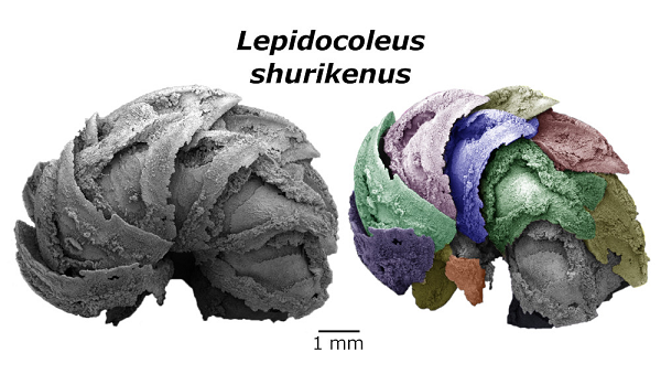 Hai loài giun biển này được cho là sống vào khoảng 400 triệu năm trước, trong kỷ Devon. Cả hai loài giun này có thể sống trên các rạn san hô ở vùng nước nông hiện nay thuộc Australia, ăn chất thải hữu cơ và sử dụng các lớp giáp bao phủ bên ngoài của chúng để bảo vệ bản thân khỏi những kẻ săn mồi.