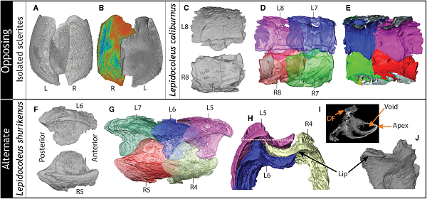 Các nhà khoa học đã chọn hai cái tên nhuốm màu huyền thoại là Excalibur và Shuriken để đặt tên cho hai loài vật này. Excalibur là tên thanh kiếm huyền thoại của vua Athur, được truyền thuyết cổ xưa của người Anh nhắc tới; trong khi Shuriken là tên một loại ám khí hình ngôi sao của các ninja Nhật Bản thời xa xưa.