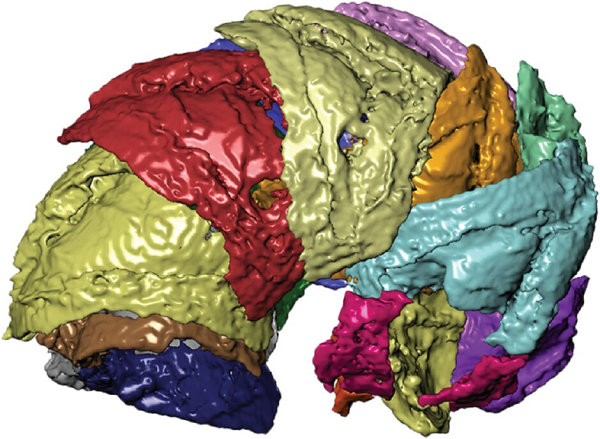 Các nhà nghiên cứu tại đại học Missouri, Mỹ đã phát hiện và dựng mô hình 3D để nghiên cứu lớp giáp của hai loài sâu biển sống cách đây 400 triệu năm tại Australia.