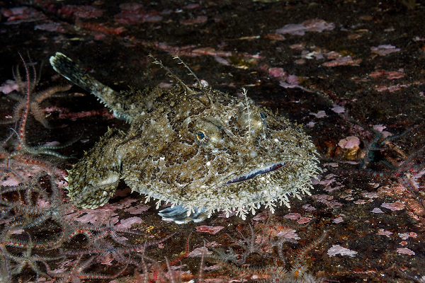 Cá thầy tu có giá trị dinh dưỡng cao, chứa nhiều collagen và vitamin nên được người dân nhiều nước rất ưa chuộng.