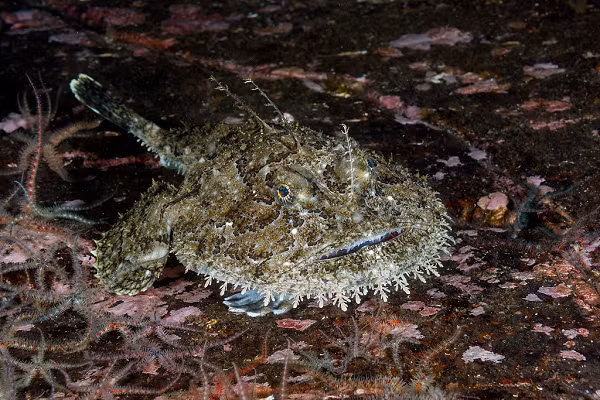 Cá thầy tu có giá trị dinh dưỡng cao, chứa nhiều collagen và vitamin nên được người dân nhiều nước rất ưa chuộng.