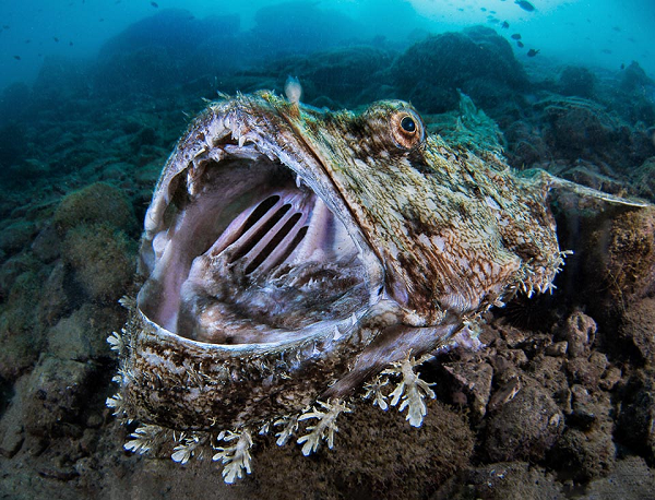 Trong tiếng Anh loài cá này được gọi là monkfish hay anglerfis. Không chỉ có ngoại hình gây kinh hoàng, cá thầy tu còn gây kinh hoàng với khả năng mở hàm cực lớn, bất cứ ai nhìn vào cái mồm rộng ngoác đủ nhét hai đầu người này của cá thầy tu đều không khỏi rùng mình.
