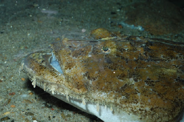 Đối với những người lần đầu nhìn thấy loài cá này, chắc chắn sẽ bị kinh khiếp bởi ngoại hình của nó giống hệt một con thủy quái đáng sợ.