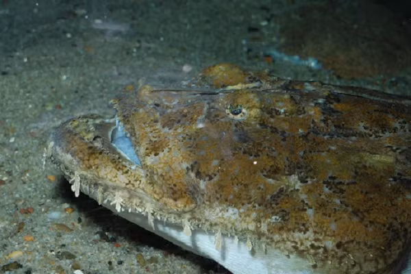 Đối với những người lần đầu nhìn thấy loài cá này, chắc chắn sẽ bị kinh khiếp bởi ngoại hình của nó giống hệt một con thủy quái đáng sợ.