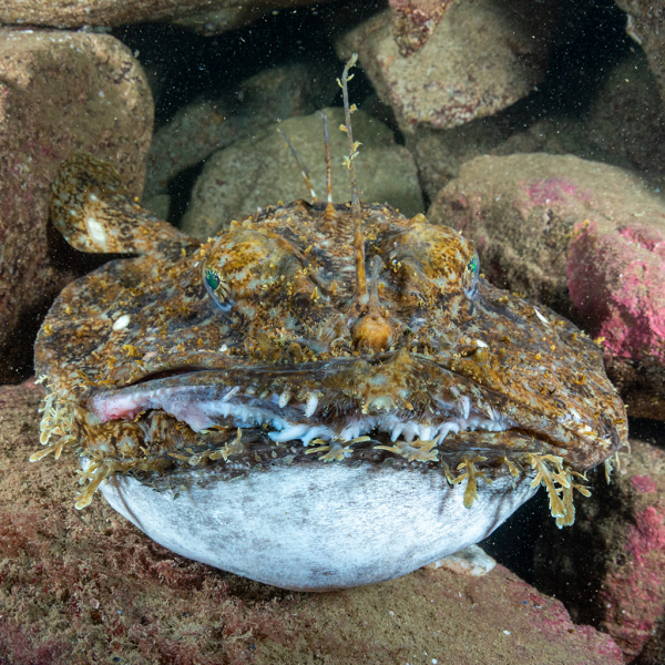 Khi được chế biến thành món hấp, thịt cá có vị ngọt đặc trưng, càng ăn càng thích, đây chính là đặc điểm khiến cho chúng được nhiều người yêu thích.