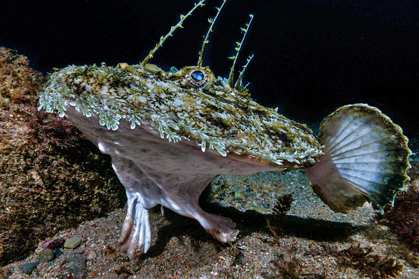 "Sinh vật có khả năng đã bị hải cẩu hoặc một loài săn mồi nào đó ăn thịt và dạt vào bờ do thời tiết mưa bão gần đây. Nội tạng của nó lộ ra và đuôi có vết cắn. Tôi không nghĩ con cá đã chết từ lâu vì nó chưa bốc mùi", phát ngôn viên của Hiệp hội Bảo tồn Biển chia sẻ về con cá anh Andy tìm thấy.