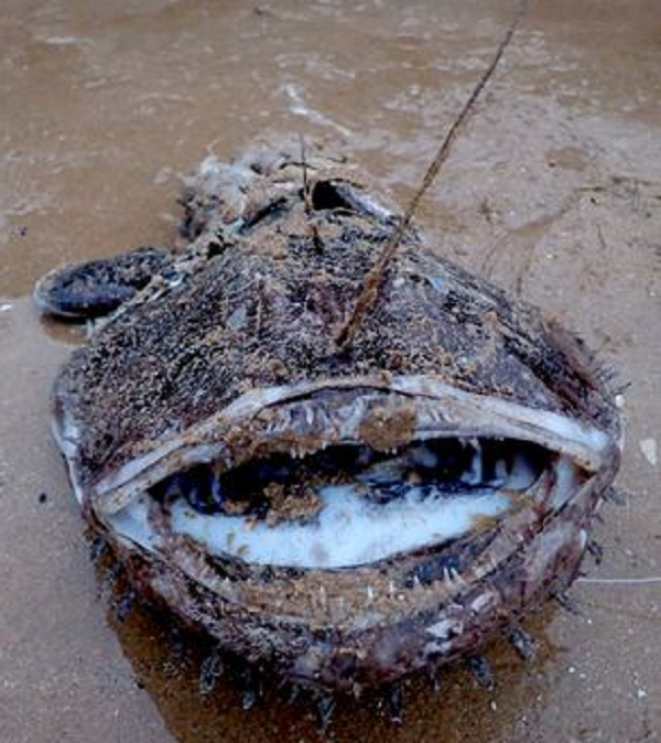 Andy đã chụp ảnh lại hình ảnh con thủy quái và gửi cho Hiệp hội Bảo tồn Biển, câu trả lời có ngay tức khắc, đó là sinh vật thuộc loài Lophius piscatorius còn được gọi là cá thầy tu. Chúng sinh sống chủ yếu ở độ sâu từ 550 đến 2000 m so với mặt nước ở vùng biển phía đông bắc Đại Tây Dương.