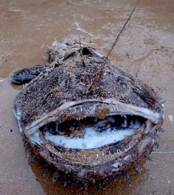 Andy đã chụp ảnh lại hình ảnh con thủy quái và gửi cho Hiệp hội Bảo tồn Biển, câu trả lời có ngay tức khắc, đó là sinh vật thuộc loài Lophius piscatorius còn được gọi là cá thầy tu. Chúng sinh sống chủ yếu ở độ sâu từ 550 đến 2000 m so với mặt nước ở vùng biển phía đông bắc Đại Tây Dương.