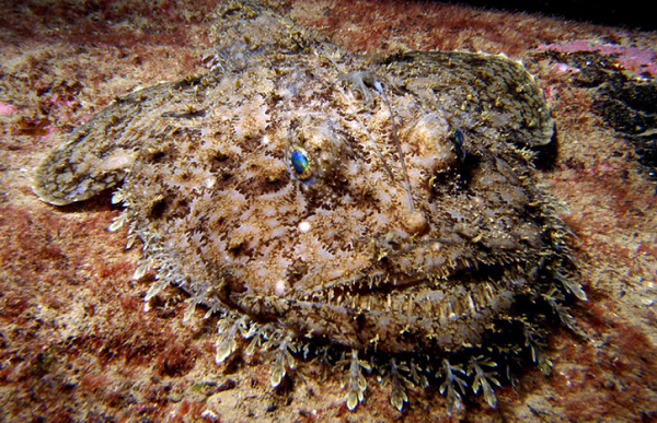 Ngoại hình xấu xí và ghê rợn nhưng cá thầy tu lại có cơ thịt và mùi vị độc đáo. Thịt dễ nhai và mùi vị nhẹ, hơi ngọt, không tanh, đây là điểm khiến loài cá này rất được ưa thích và được xem là "tôm hùm của người nghèo".