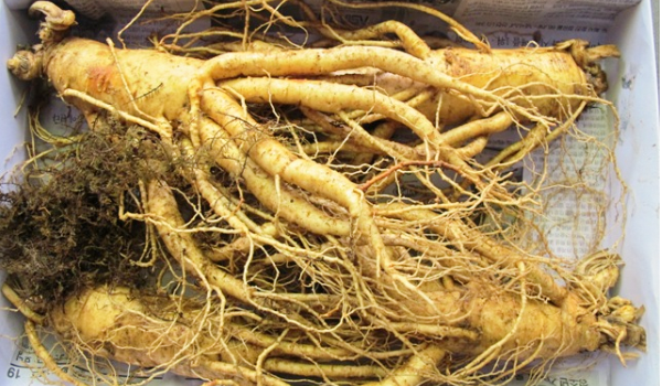 Công việc của quan lại khá dày đặc. Do đó, họ gần như không có thời gian để ăn sáng. Buổi thượng triều diễn ra khá sớm và yêu cầu đến đúng giờ. Nếu chậm trễ có thể bị trách phạm. Bởi vậy, các vị quan tuyệt đối không dám lơ là.