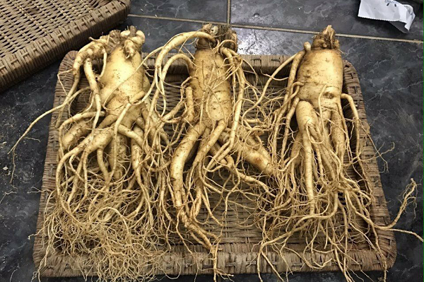 Do đó, nhân sâm là giải pháp hàng đầu. Vì món thuốc bổ này nhỏ gọn có thể luôn mang theo bên mình và bỏ ra sử dụng bất cứ lúc nào.