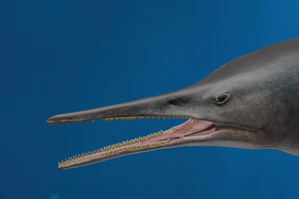 Hoá thạch 130 triệu tuổi của một quái ngư được tìm thấy ở Columbia đã gây kinh ngạc cho các nhà khoa học. Hoá thạch thuộc về một con ichthyosaurs, tức "ngư long" hay "thằn lằn cá".