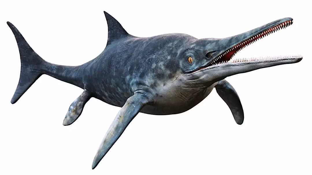 Ichthyosaurs là một loài bò sát mõm dài, răng nhỏ, mình như cá heo, chuyên săn những động vật đại dương nhỏ, Tuy nhiên hoá thạch của loài vừa được tìm thấy lại khác biệt.