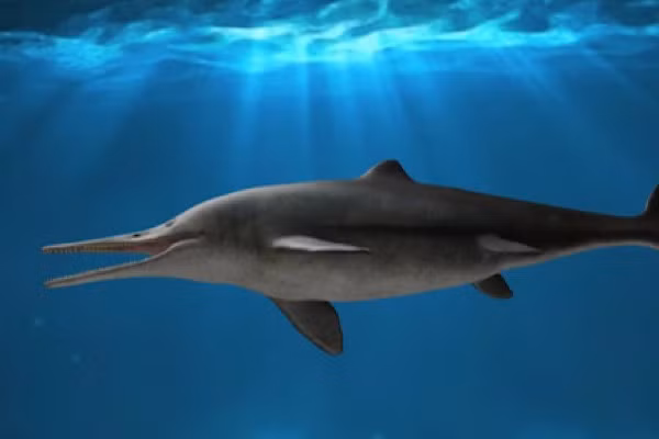 Ichthyosaurs có sự phân bố địa lý rất rộng, và các di tích hóa thạch của chúng trải dài gần như toàn bộ Kỷ nguyên Mesozoi (251 triệu đến 65,5 triệu năm trước); nhưng chúng phong phú và đa dạng nhất trong kỷ Trias và kỷ Jura (251 triệu đến 145,5 triệu năm trước).