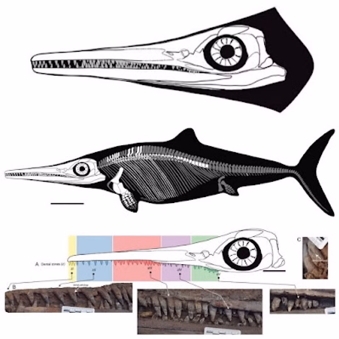 Ichthyosaur là bất kỳ thành viên nào của nhóm bò sát thủy sinh đã tuyệt chủng. Hầu hết chúng đều rất giống với cá heo về ngoại hình và thói quen. Họ hàng xa của thằn lằn và rắn (lepidosaurs) là những loài bò sát thủy sinh chuyên biệt nhất, nhưng ichthyosaurs không phải là khủng long .