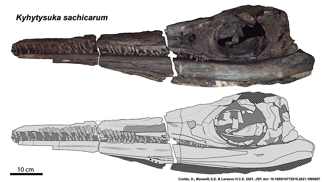 Theo nhà cổ sinh vật học Dirley Cortes từ Viện Nghiên cứu nhiệt đới Smithsonian (Panama), quái vật mới này cung cấp thêm bằng chứng cho thấy Columbia cổ đại là điểm nóng đa dạng sinh học.