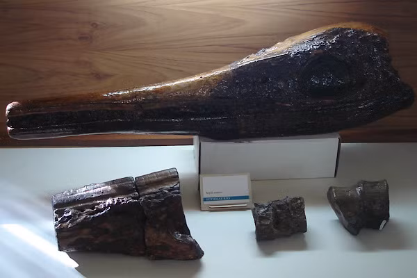 Các mẫu hóa thạch tuyệt vời xuất hiện trong đá phiến sơ khai của kỷ Jura có hạt mịn ở miền nam nước Đức. Trong một mẫu vật, toàn bộ đường viền của cơ thể được bảo tồn, bao gồm cả đường viền của vây lưng có nhiều thịt và phát triển tốt.