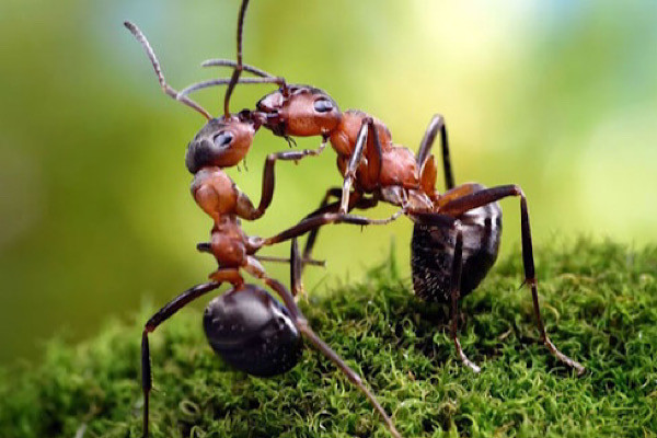 LeBoeuf và Hakala - một nghiên cứu sinh sau tiến sĩ tại Đại học Fribourg, đã phân tích thành phần dạ dày xã hội của kiến thợ mộc hoang dã và được nuôi trong phòng thí nghiệm.