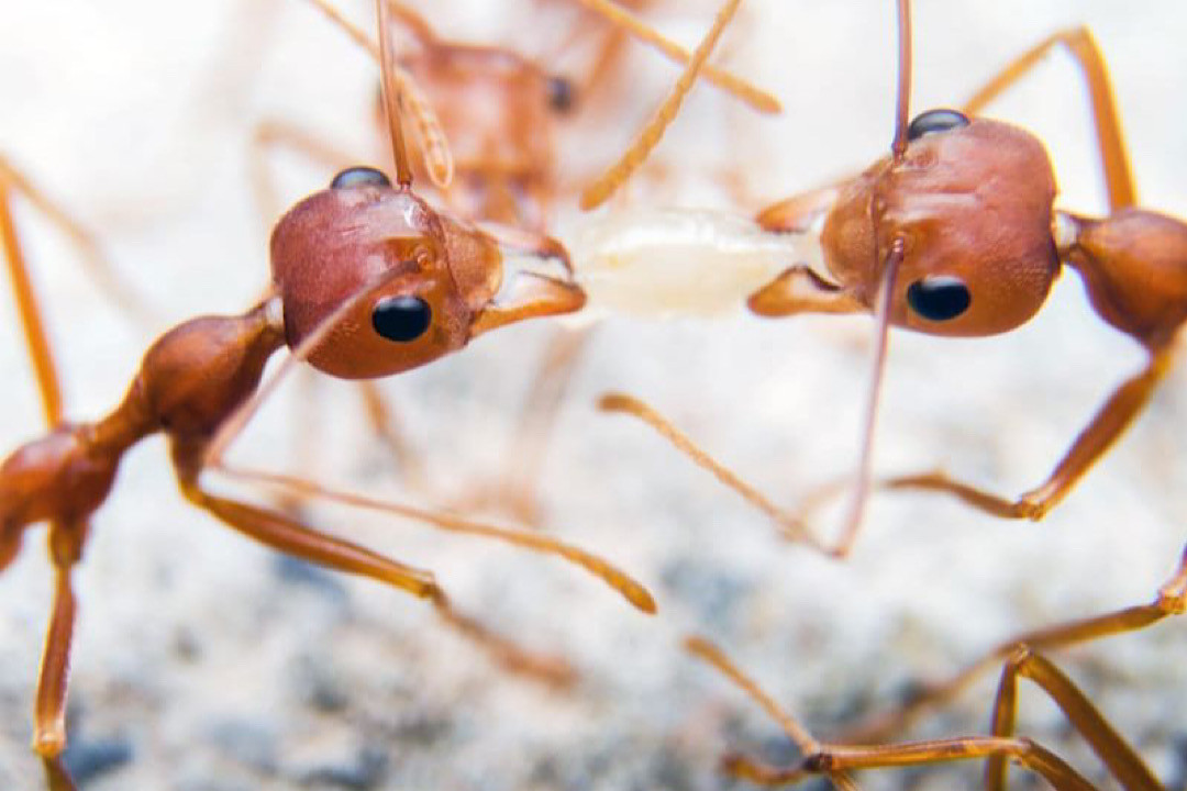 Mỗi lần “giao tiếp” như vậy, các chất dinh dưỡng và protein được truyền từ dạ dày xã hội của cá thể này sang dạ dày xã hội của cá thể khác, từ đó tạo ra một "hệ thống tuần hoàn xã hội" kết nối mỗi thành viên trong đàn với nhau thông qua một loạt các trao đổi.