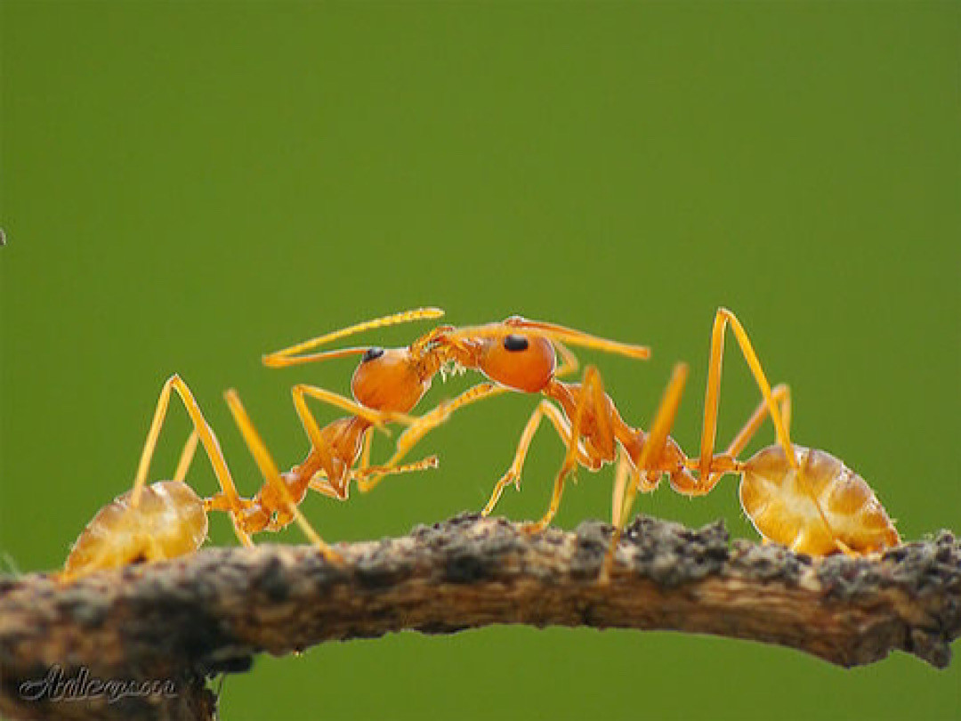 Bằng cách nôn vào miệng nhau, kiến không chỉ đơn giản là trao đổi chất dinh dưỡng mà những con kiến đang tạo ra một mạng xã hội tiêu hóa, trong đó năng lượng và thông tin luân chuyển liên tục khắp đàn để đến với những cá thể cần thiết.