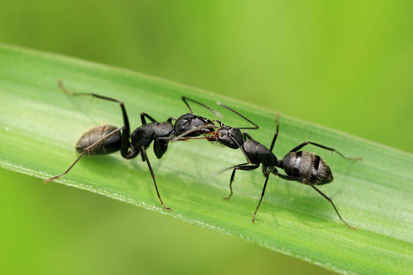 Loài kiến thợ mộc (Camponotus) liên tục truyền chất dinh dưỡng bằng hình thức này cho nhau. Trong một bầy kiến, có thể diễn ra 20 lần trao đổi thức ăn kiểu này chỉ trong một phút. Một bầy kiến có ít nhất hàng nghìn con kiến.