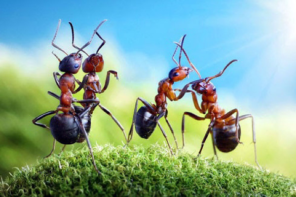 Trong các thí nghiệm, họ đã xác định được 519 protein được truyền xung quanh đàn kiến; 27 trong số các protein đó được tìm thấy trong dạ dày của tất cả kiến trong đàn.